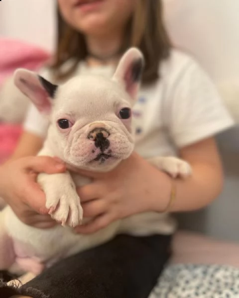 simpatici cuccioli di bulldog francese disponibili per la vendita | Foto 2