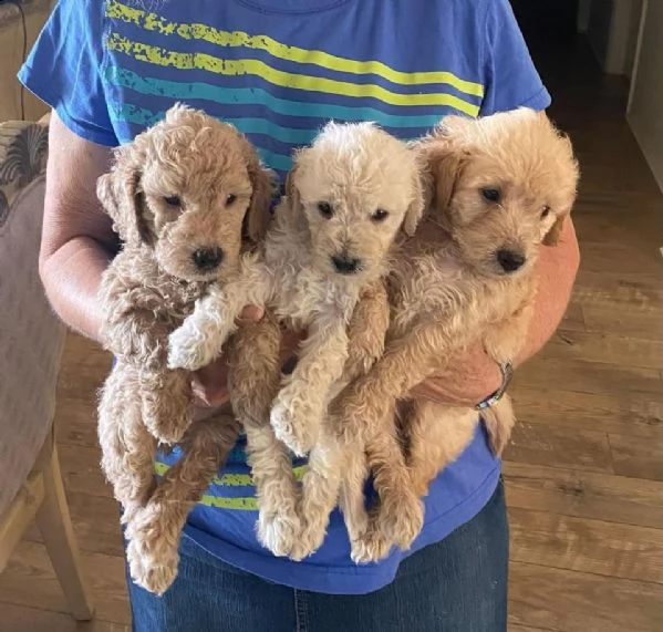 cuccioli di golden retriever regalo in adozione