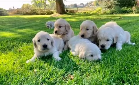 regalo golden retriever cuccioli in adozione