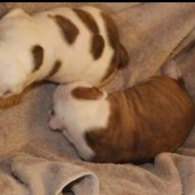 british bulldog for sale | Foto 0