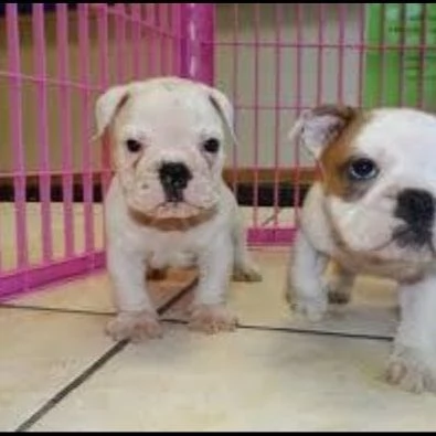 british bulldog for sale