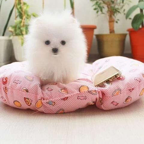 cucciolo di pomerania in adozione (+34631716322)cucciolo di pomerania in adozione (+393509706299)