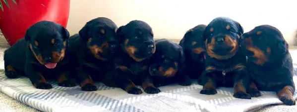regalo cuccioli dal pelo corto rottweiler 