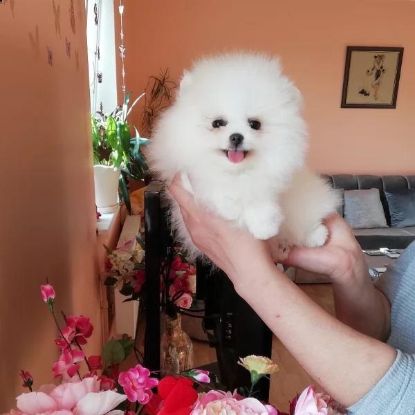 adorabili cuccioli di pomerania con pedigree(+393509706299)