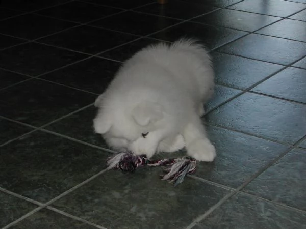 cuccioli di samoiedo | Foto 0