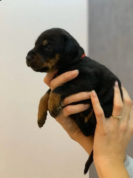 splendidi cuccioli di dobermann di tre mesi