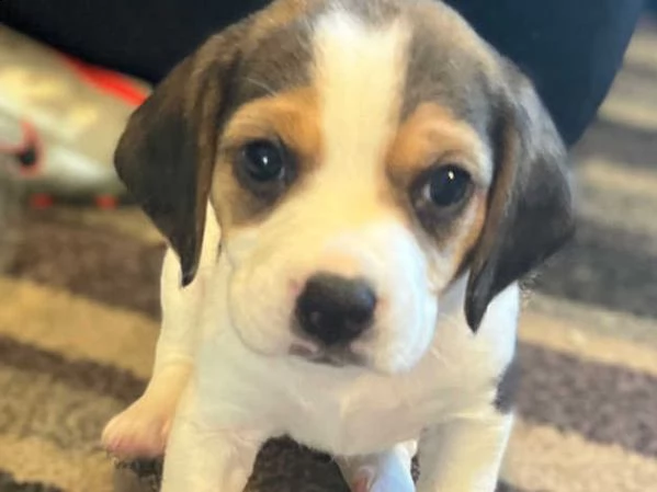 cuccioli di beagle