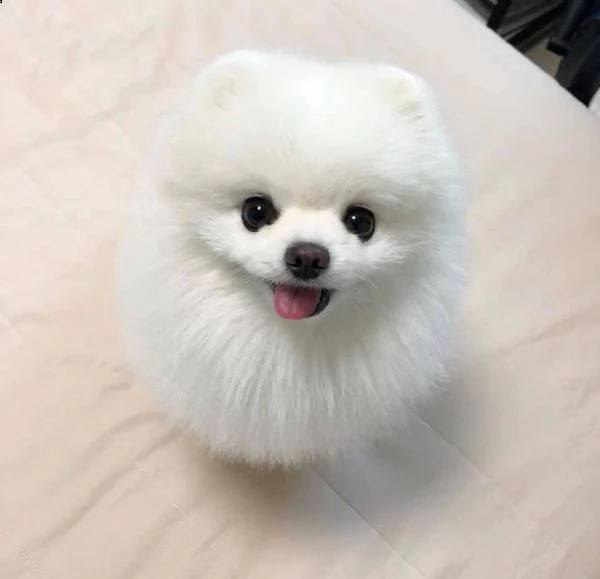 bellissimo cucciolo di pomerania toy | Foto 0