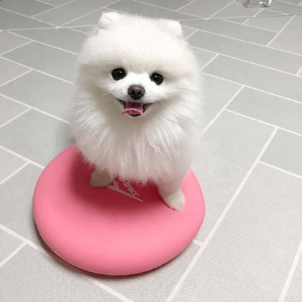 bellissimo cucciolo di pomerania toy
