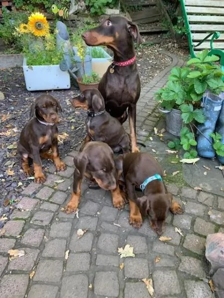 regalo adorabili cuccioli  dobermann  femminucce e maschietti  gratuita