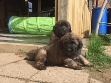 affascinanti stupendi cuccioli di leonberger