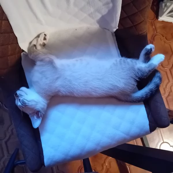 Gattino maschio  | Foto 1