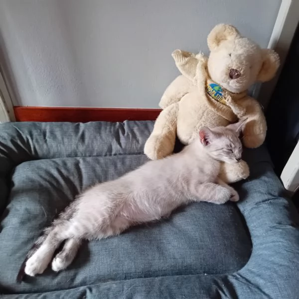 Gattino maschio  | Foto 0