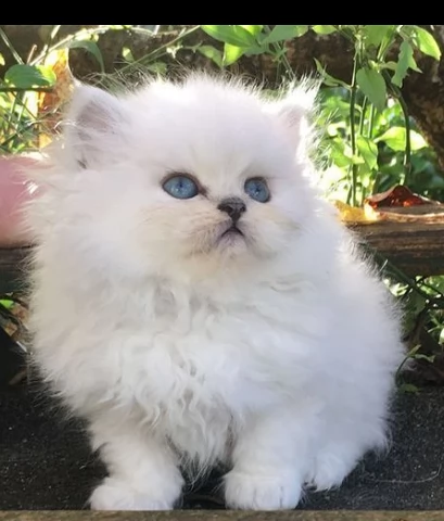persiani gatti in adozione | Foto 0