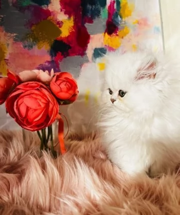 persiani gatti in adozione