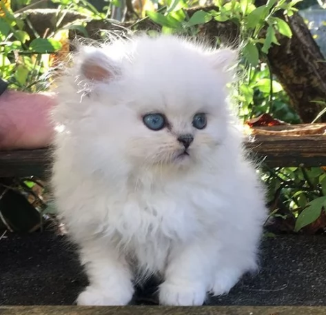 gattini persiani maschio e femmina | Foto 0