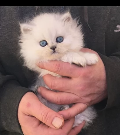 gattini persiani maschio e femmina