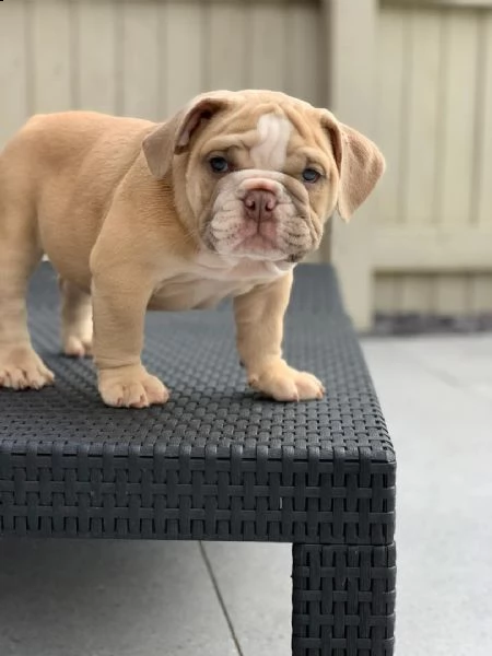 cuccioli inglese bulldog disponibili per adozione 