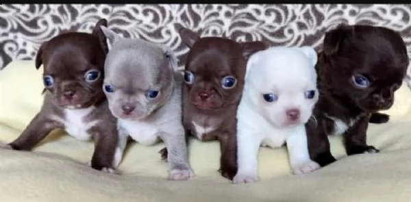 regalo cuccioli di chihuahua mini toy
