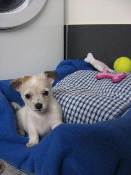 chihuahua toy cuccioli  | Foto 1