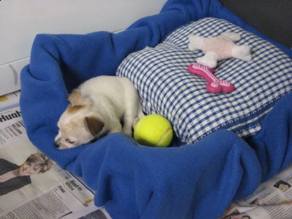 chihuahua toy cuccioli  | Foto 0