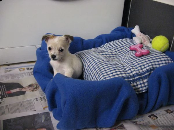 chihuahua toy cuccioli 