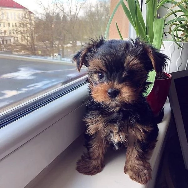 molto piccoli cuccioli di yorkie da tè ora disponibili