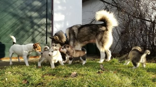 cuccioli di husky siberiano di razza pura | Foto 0