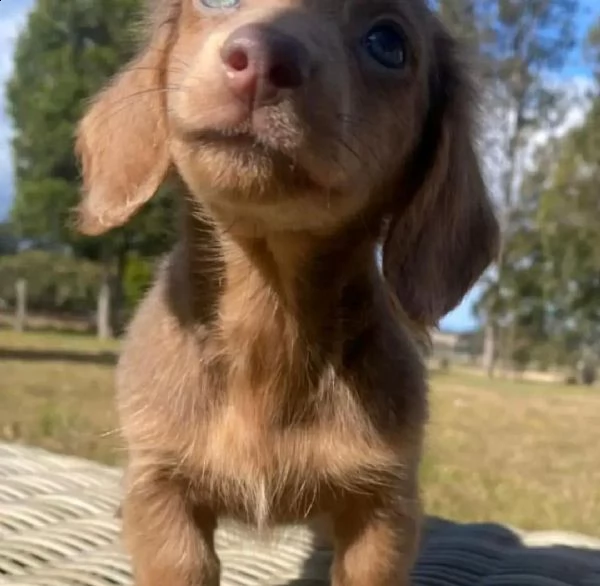 cuccioli di bassotto registrati di qualità