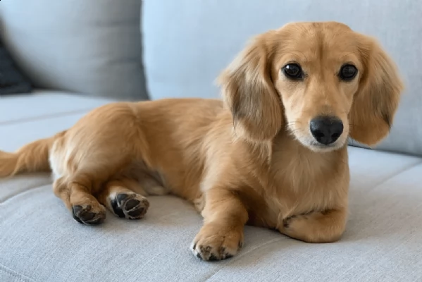 cuccioli di bassotto registrati di qualità
