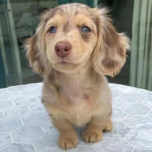 cuccioli di bassotto registrati di qualità | Foto 0