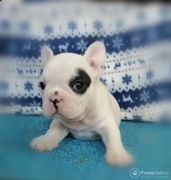 cuccioli di bulldog francese addestrati | Foto 0