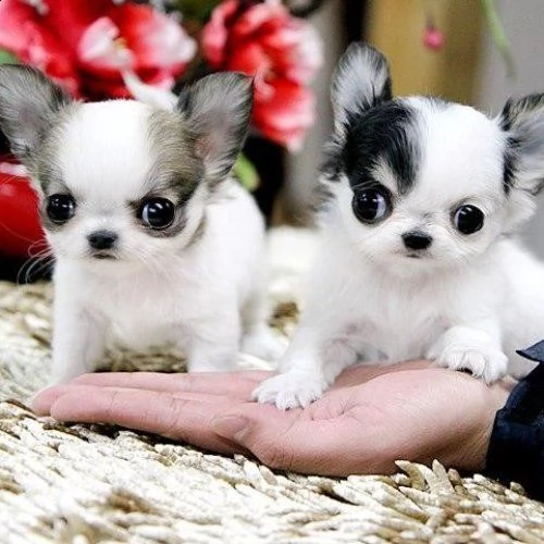 cuccioli di chihuahua per re-homing