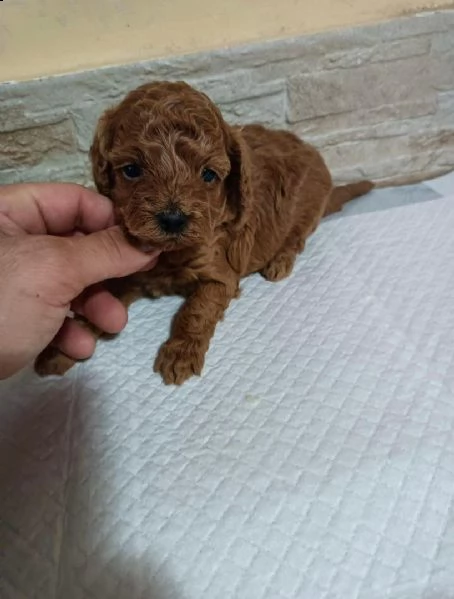 regalo barboncino disponibili toy!!!! | Foto 0