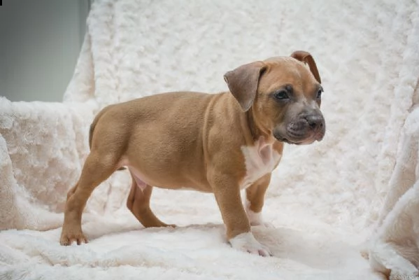 cuccioli di pitbull