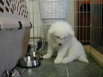 meravigliosa cucciolata di samoiedo | Foto 0