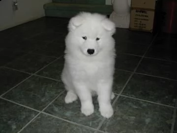 meravigliosa cucciolata di samoiedo