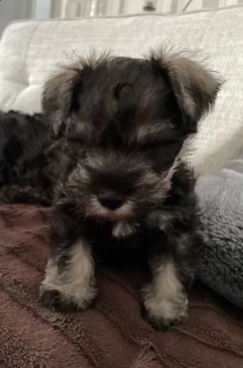 cuccioli di schnauzer
