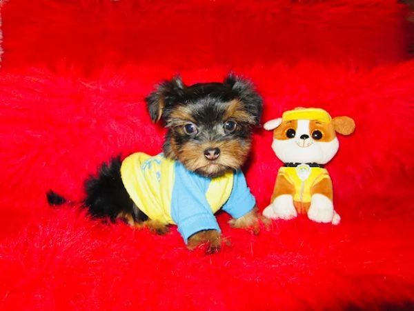 molto piccoli cuccioli di yorkie da tè ora disponibili | Foto 0