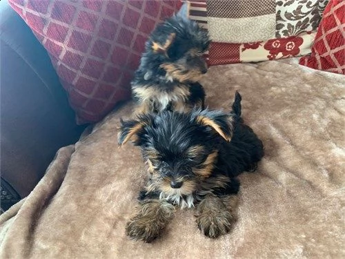 molto piccoli cuccioli di yorkie da tè ora disponibili
