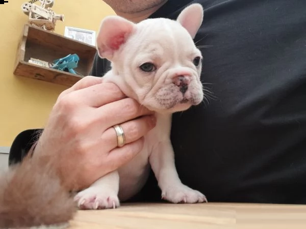 cuccioli di bulldog francese addestrati | Foto 0