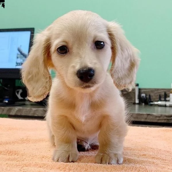 cuccioli di bassotto registrati di qualità