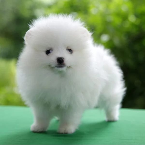 regala cuccioli di pomerania  femmine in adozione,.,..// | Foto 0