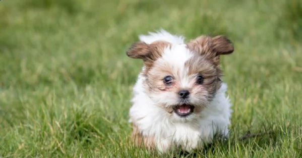  cuccioli di shih tzu maschi e femmine