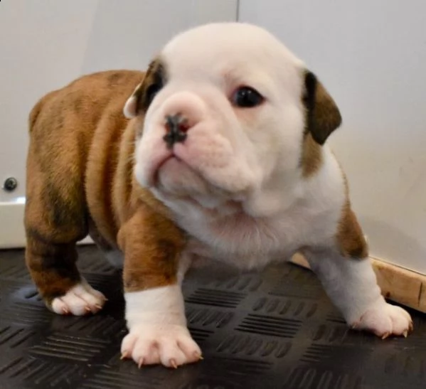 regalo bulldog inglese cuccioli disponibili...,,,