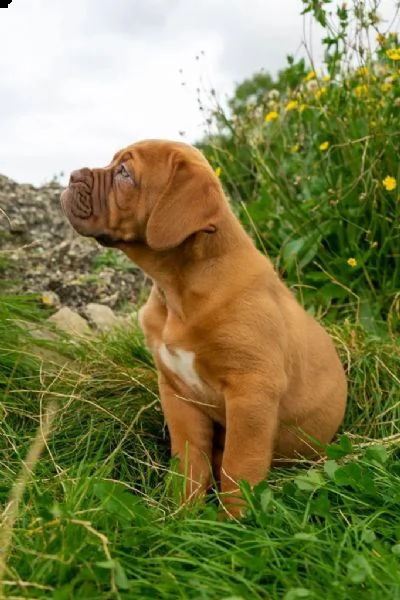 regalo cuccioli di dogue de bordeaux 