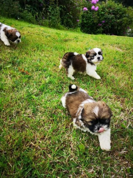 disponibili bellissimi cuccioli di shih tzu | Foto 1