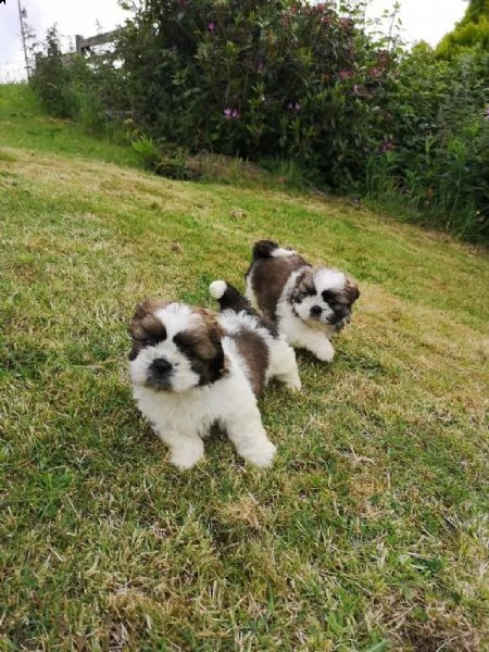 disponibili bellissimi cuccioli di shih tzu | Foto 0