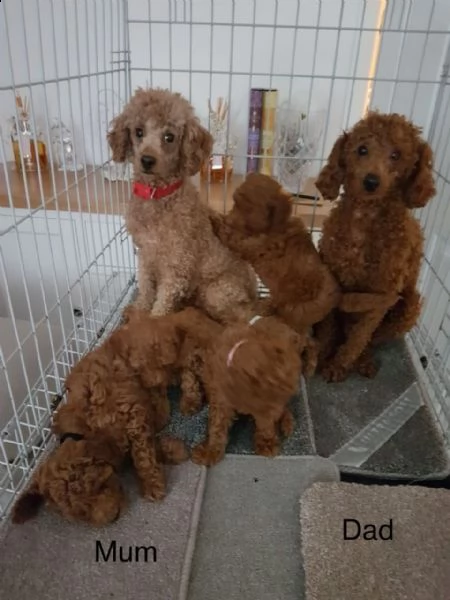 bellissimi cuccioli di barboncino