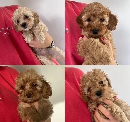 4 bellissimi cuccioli di cocker spaniel pronti per il reinserimento.14